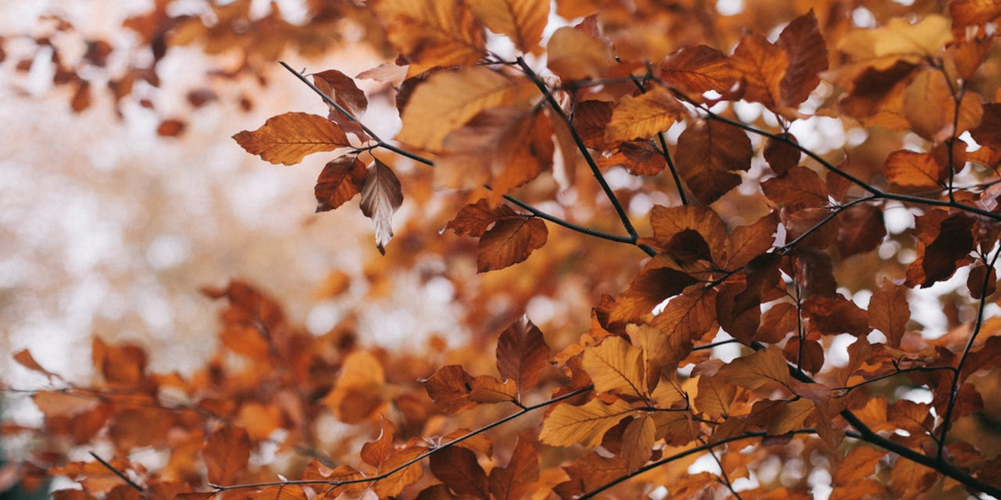 Seasonal Self-Care: Grounding Rituals for Autumn and Winter Using Ayurveda